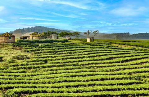 Tea plantation, Uganda Stock Photos