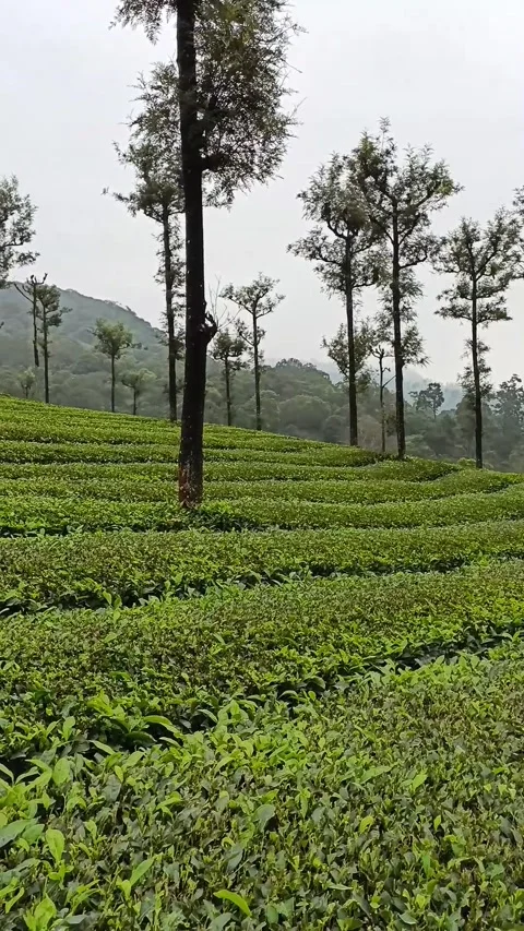 Tea Plantation View Video stock 238682765