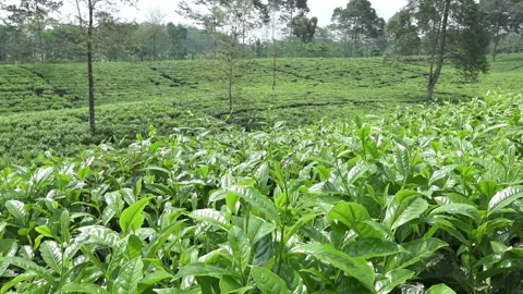 Tea plantation in Wonosobo. Indonesia, Java Video stock 97138257