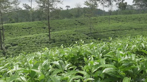 Tea plantation in Wonosobo. Indonesia, Java Video stock 97148994