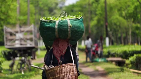 Tea Plantation Worker Carrying Freshly Harvested Tea Leaves Video stock 341676005