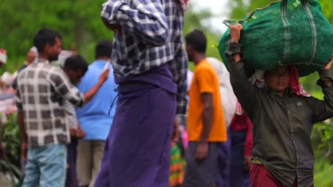 Tea Plantation Worker Carrying a Large Tea Leaf Sack Video stock 341675254