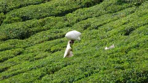 Tea plantation worker carrying tea Stock-Footage 258846131