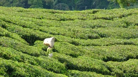 Tea plantation worker carrying tea Stock Footage 258846136