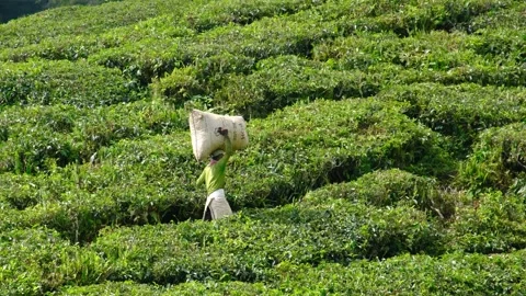 Tea plantation worker carrying tea 스톡 동영상 258846146