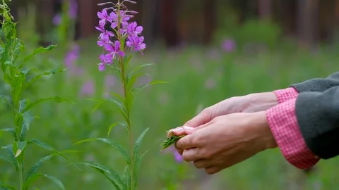 Tea plantation worker. Stock Footage 111985925