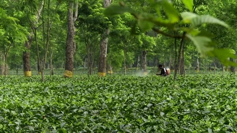 Tea Plantation Worker Spraying Crops Stock Footage 336531654
