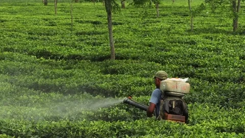 Tea Plantation Worker Spraying Tea Bushes Video stock 336531732