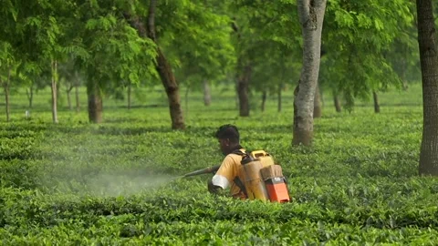 Tea Plantation Worker Spraying Tea Bushes in Assam Stock Footage 336531881