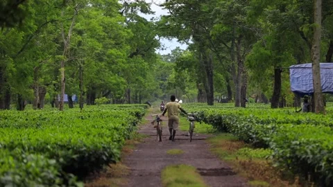 Tea Plantation Worker Walking with Bicycles Stock Footage 341675639