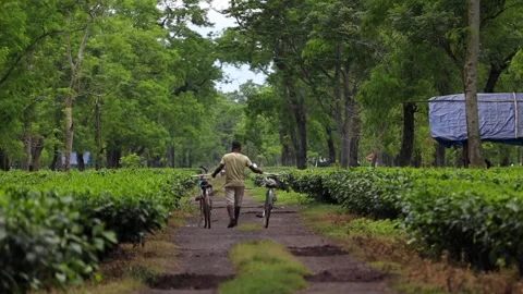 Tea Plantation Worker Walking with Two Bicycles Video stock 341675641