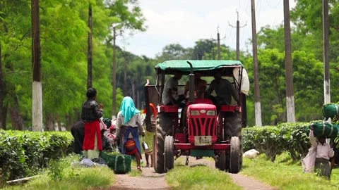 Tea Plantation Workers and Tractor Transporting Harvested Tea Leaves Stock Footage 341675426