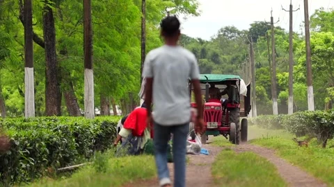 Tea Plantation Workers and Tractor Transporting Tea Leaves Stock Footage 341675526