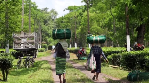 Tea Plantation Workers Carrying Fresh Tea Leaves Stock Footage 341676177