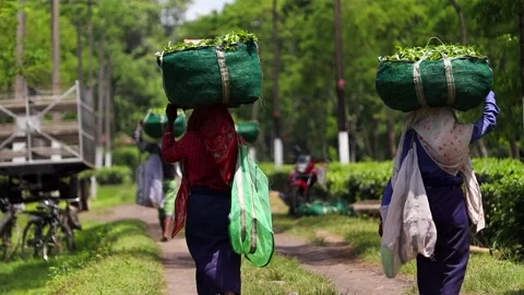 Tea Plantation Workers Carrying Freshly Harvested Tea Leaves Stock Footage 341676141