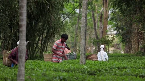 Tea Plantation Workers Collecting Fresh Tea Leaves in Green Tea Garden Video stock 334774595