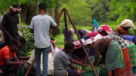 Tea Plantation Workers Collecting Fresh Tea Leaves Stock Footage 341675557