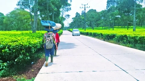 Tea plantation workers Stock Footage 287989628