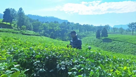Tea plantation workers Stock Footage 287990039