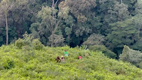 Tea plantation workers hand picking leaves beside Bwindi Impenetrable Forest Vídeos de archivo 330918377