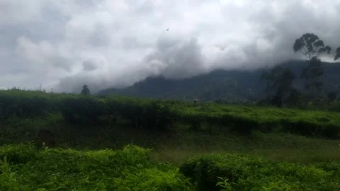 Tea Plantation Workers Harvesting Tea Leaves in Cloudy Mountain Landscape Stock Footage 325752206