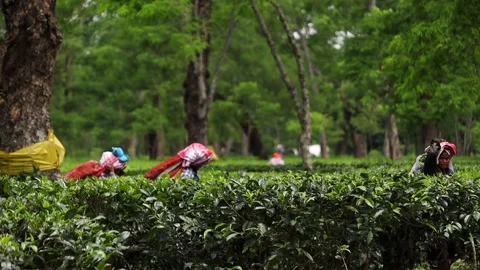 Tea Plantation Workers Harvesting Tea Leaves Video stock 341675869