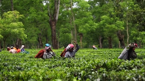 Tea Plantation Workers Harvesting Tea Leaves Video stock 341675904