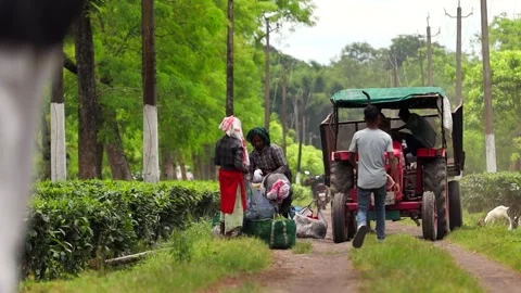 Tea Plantation Workers Loading Harvested Tea Leaves onto a Tractor Video stock 341675491