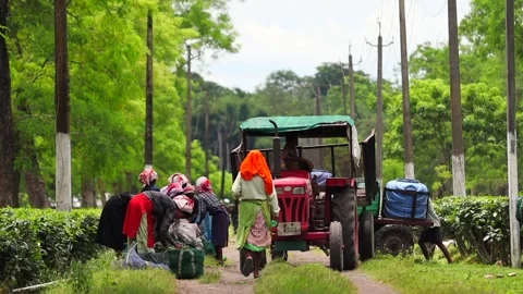 Tea Plantation Workers Loading Tea Leaves onto a Tractor and Trailer Stock Footage 341675425