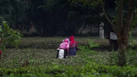 Tea Plantation Workers Picking Leaves in Rural Assam Stock Footage 326754025