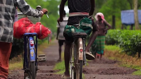 Tea Plantation Workers Riding Bicycles Through a Tea Garden Video stock 341675206