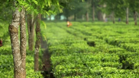 Tea Plantation Workers Spraying Crops in Assam, India Vídeos de archivo 336531773