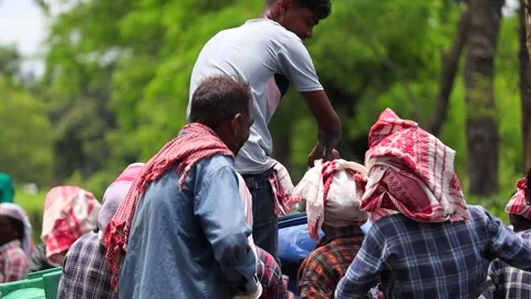 Tea Plantation Workers Taking a Break During Harvesting Video stock 341674542