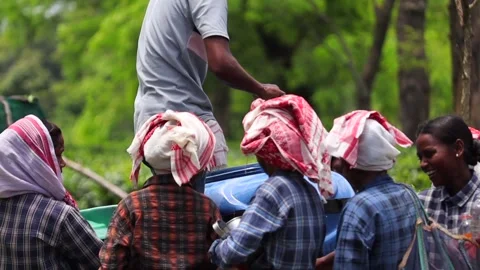 Tea Plantation Workers Taking a Water Break During Harvesting Stock Footage 341674509