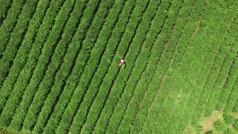 Tea Plantations aerial Stock Footage 71573214