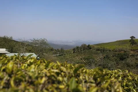 The tea plantations background , Tea plantations in morning light Stock Photos