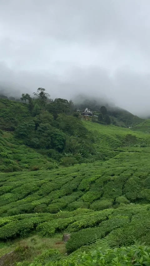Tea plantations in Cameron Highlands Vídeo Stock 343428432