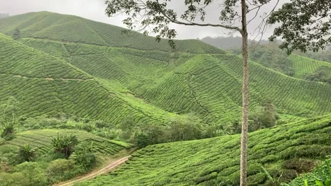 Tea plantations in Cameron Highlands 库存影片 343428489
