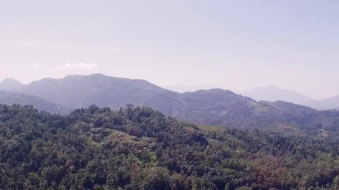 Tea plantations ceylon Video stock 116910161