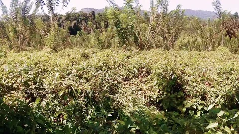 Tea plantations ceylon Stock Footage 116910168