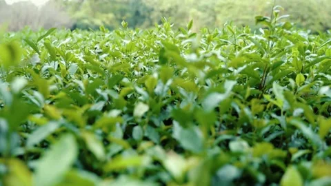 Tea plantations in China Stock Footage 163299937