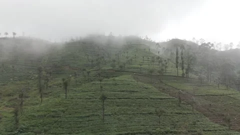 Tea Plantations in Cloud, Sri Lanka Stock Footage 277585848
