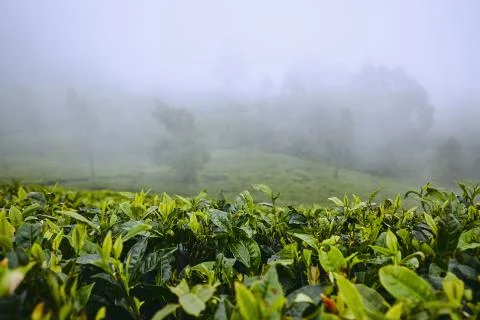Tea plantations in clouds Stock Photos