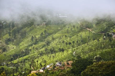 Tea plantations in clouds Stock Photos