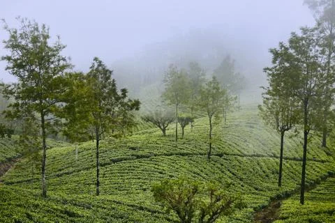 Tea plantations in clouds Stock-Fotos
