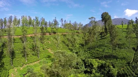 Tea Plantations drone Stock-Footage 84571035