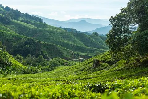 Tea plantations on a farm Stock Photos