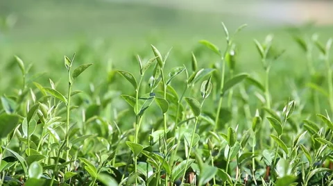 The tea plantations Stock Footage 56022071