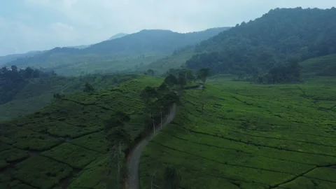 Tea Plantations Stock Footage 258827043