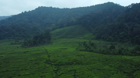 Tea Plantations Stock Footage 258827762